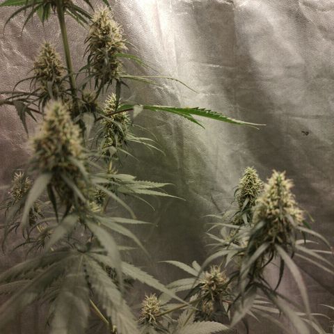 chilena regular growlog timeline photo