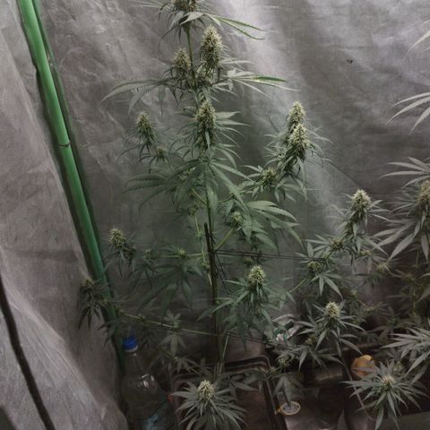 chilena regular growlog timeline photo