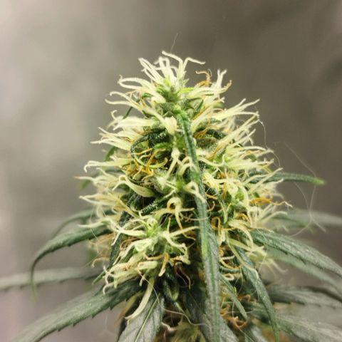 chilena regular growlog timeline photo