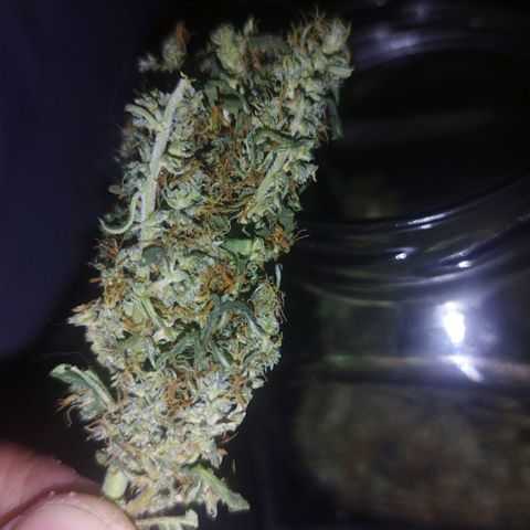chilena regular growlog timeline photo