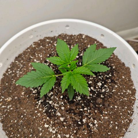 Orion growlog timeline photo