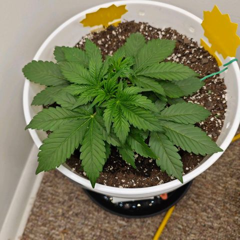 Orion growlog photo: Stem started growing sideways somehow!