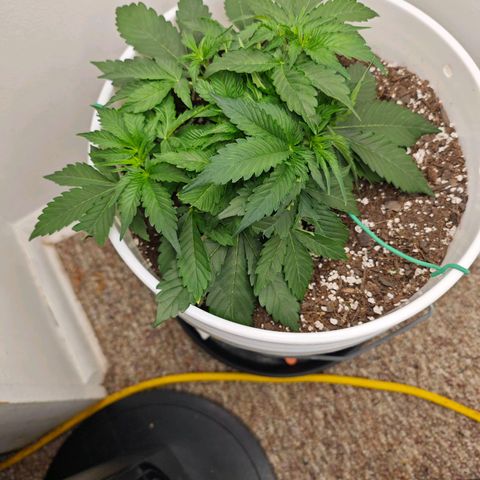 Orion growlog timeline photo