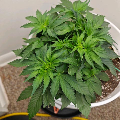Orion growlog timeline photo