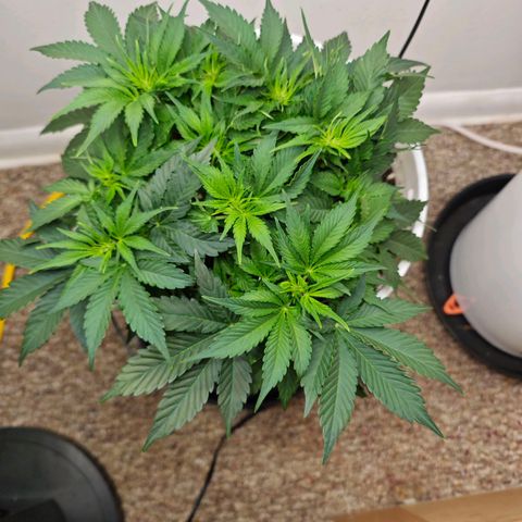 Orion growlog timeline photo