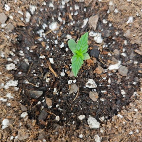 Titan growlog timeline photo