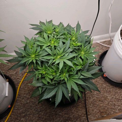 Orion growlog timeline photo