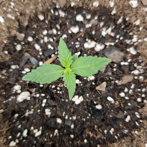 Titan growlog timeline photo