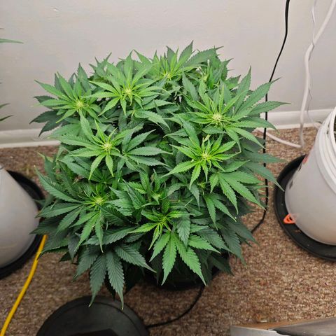 Orion growlog timeline photo