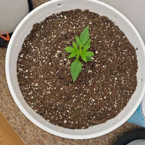 Titan growlog timeline photo