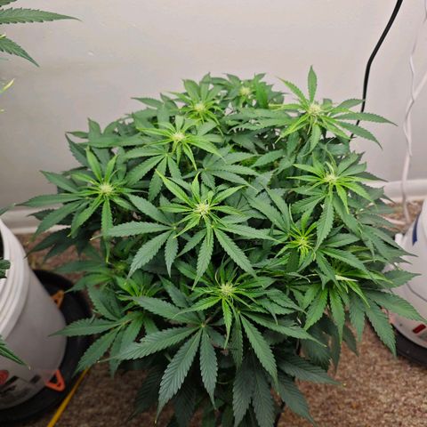 Orion growlog timeline photo