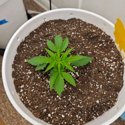 Titan growlog timeline photo