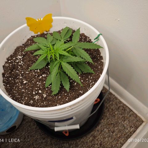 Titan growlog timeline photo