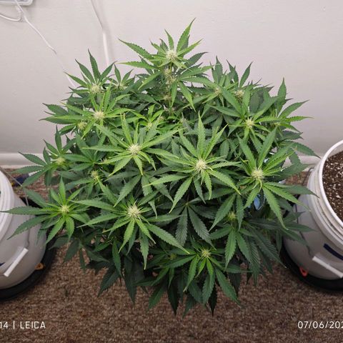 Orion growlog timeline photo