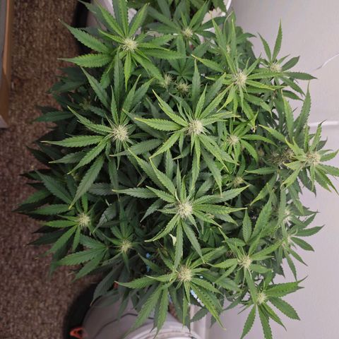 Orion growlog timeline photo
