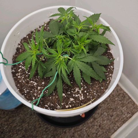 Titan growlog timeline photo