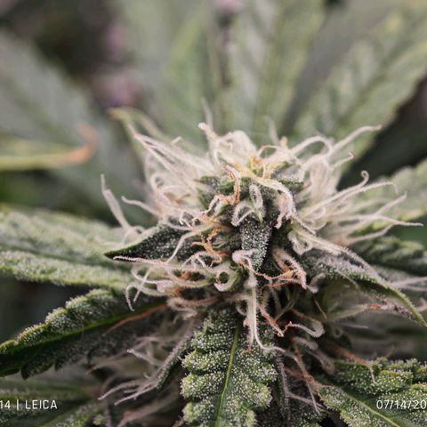 Orion growlog timeline photo