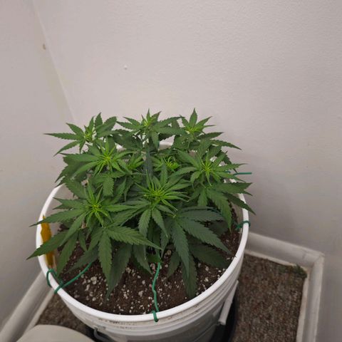 Titan growlog timeline photo