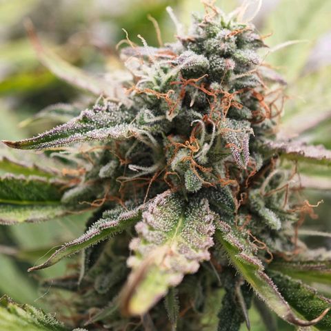 Orion growlog timeline photo