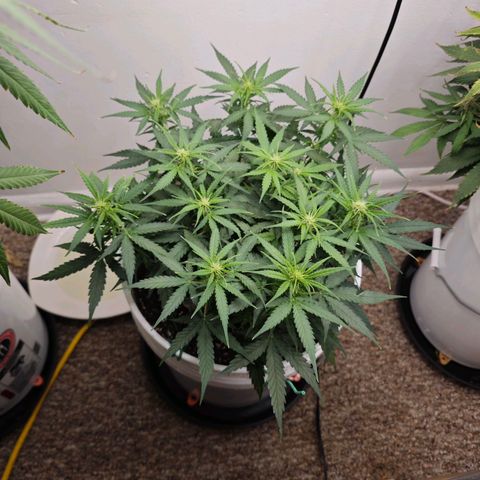 Titan growlog timeline photo