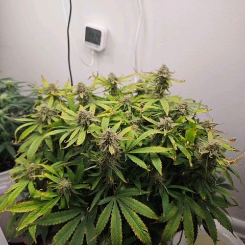 Orion growlog timeline photo