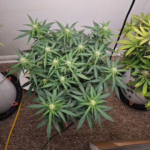 Titan growlog timeline photo