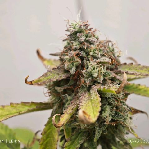 Orion growlog timeline photo