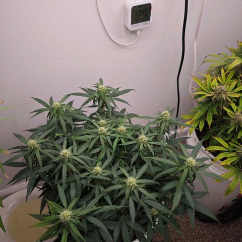 Titan growlog timeline photo