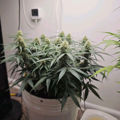 Titan growlog timeline photo