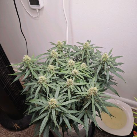 Titan growlog timeline photo