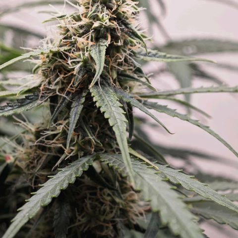 Titan growlog timeline photo