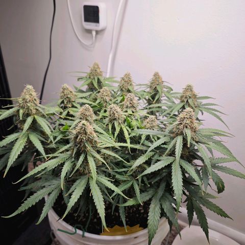 Titan growlog timeline photo
