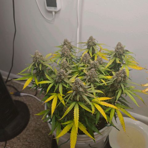 Titan growlog timeline photo