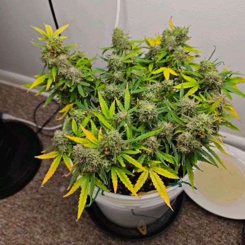 Titan growlog timeline photo
