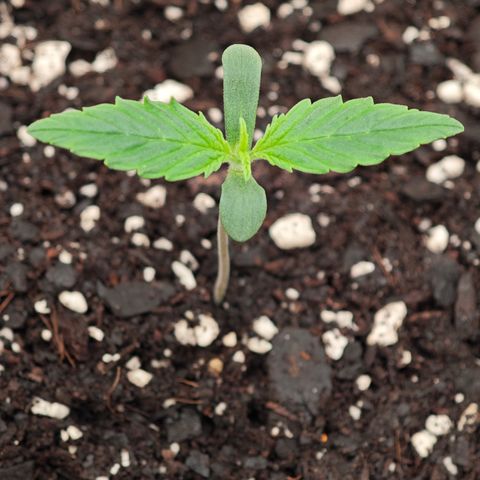 Lemon Haze auto growlog timeline photo