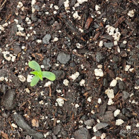 Bourbon Berry Auto growlog timeline photo
