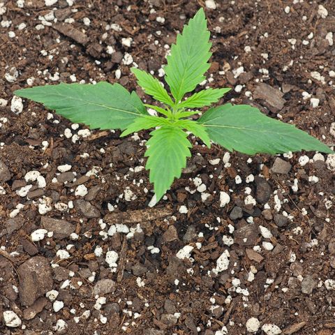 Lemon Haze auto growlog timeline photo