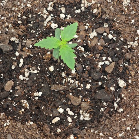 Bourbon Berry Auto growlog timeline photo