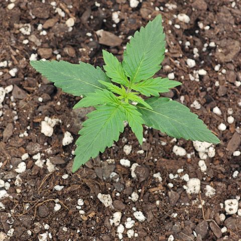 Sour Diesel Auto growlog timeline photo