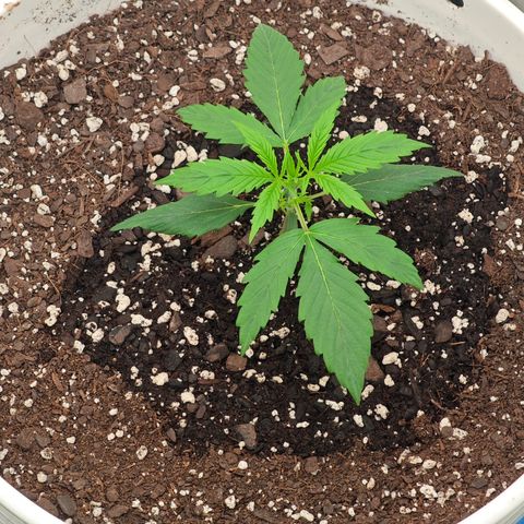 Lemon Haze auto growlog timeline photo