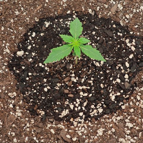 Bourbon Berry Auto growlog timeline photo