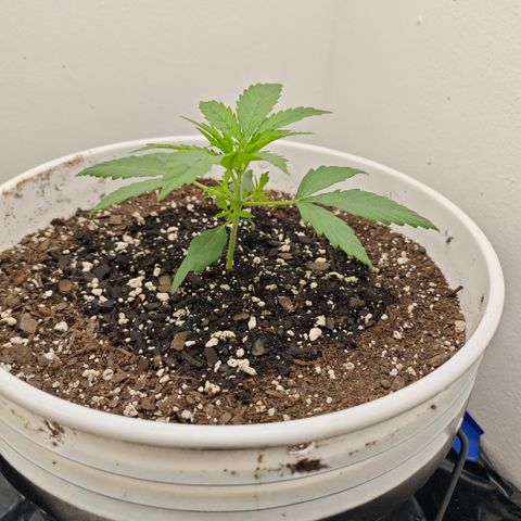 Lemon Haze auto growlog timeline photo