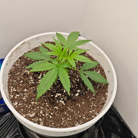 Lemon Haze auto growlog timeline photo