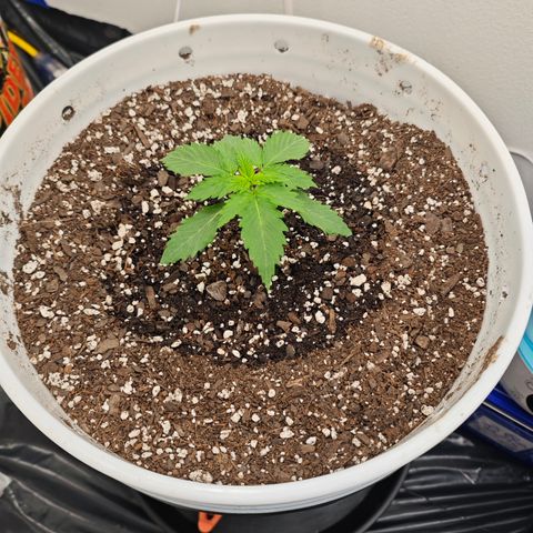 Bourbon Berry Auto growlog timeline photo