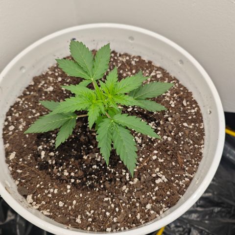Sour Diesel Auto growlog timeline photo