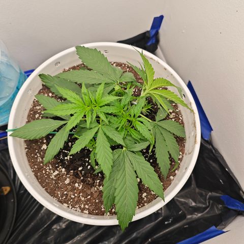 Lemon Haze auto growlog timeline photo