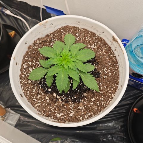 Bourbon Berry Auto growlog timeline photo