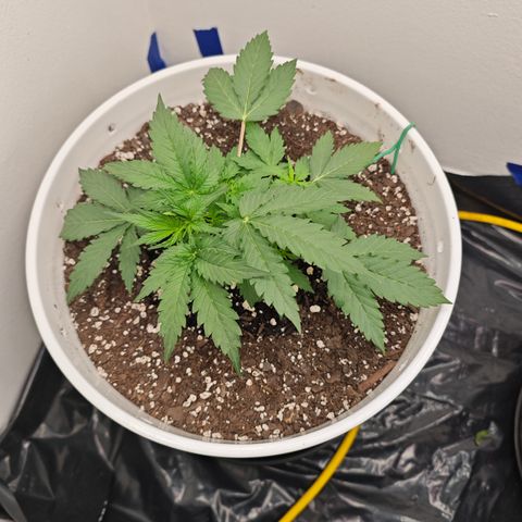 Sour Diesel Auto growlog timeline photo