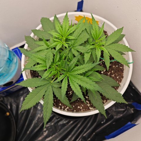 Lemon Haze auto growlog timeline photo