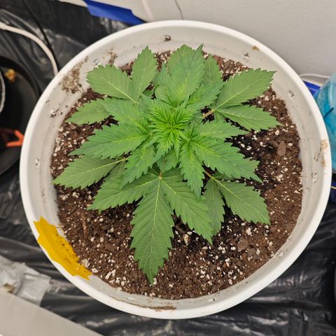 Bourbon Berry Auto growlog timeline photo